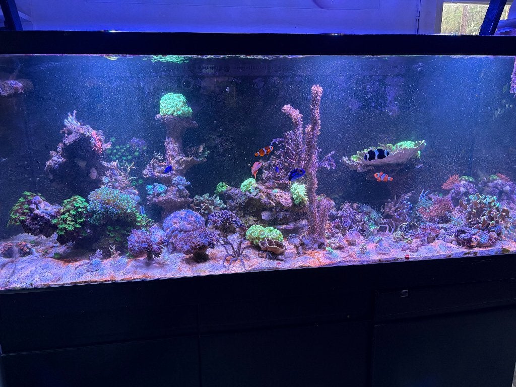 Inhoud zeeaquarium te koop, Dieren en Toebehoren, Ophalen, Gebruikt, Gevuld zeewateraquarium