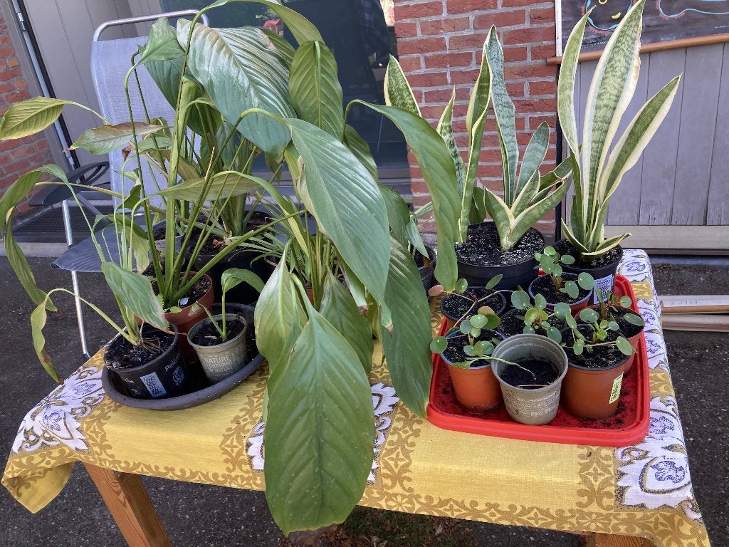 kleine kamerplantjes 2 euro + grotere voor 5 euro, Huis en Inrichting, Kamerplanten, Ophalen