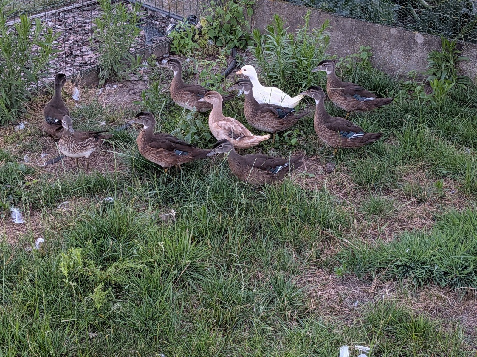 Siereenden te koop verschillende soorten, Plusieurs animaux, Canard