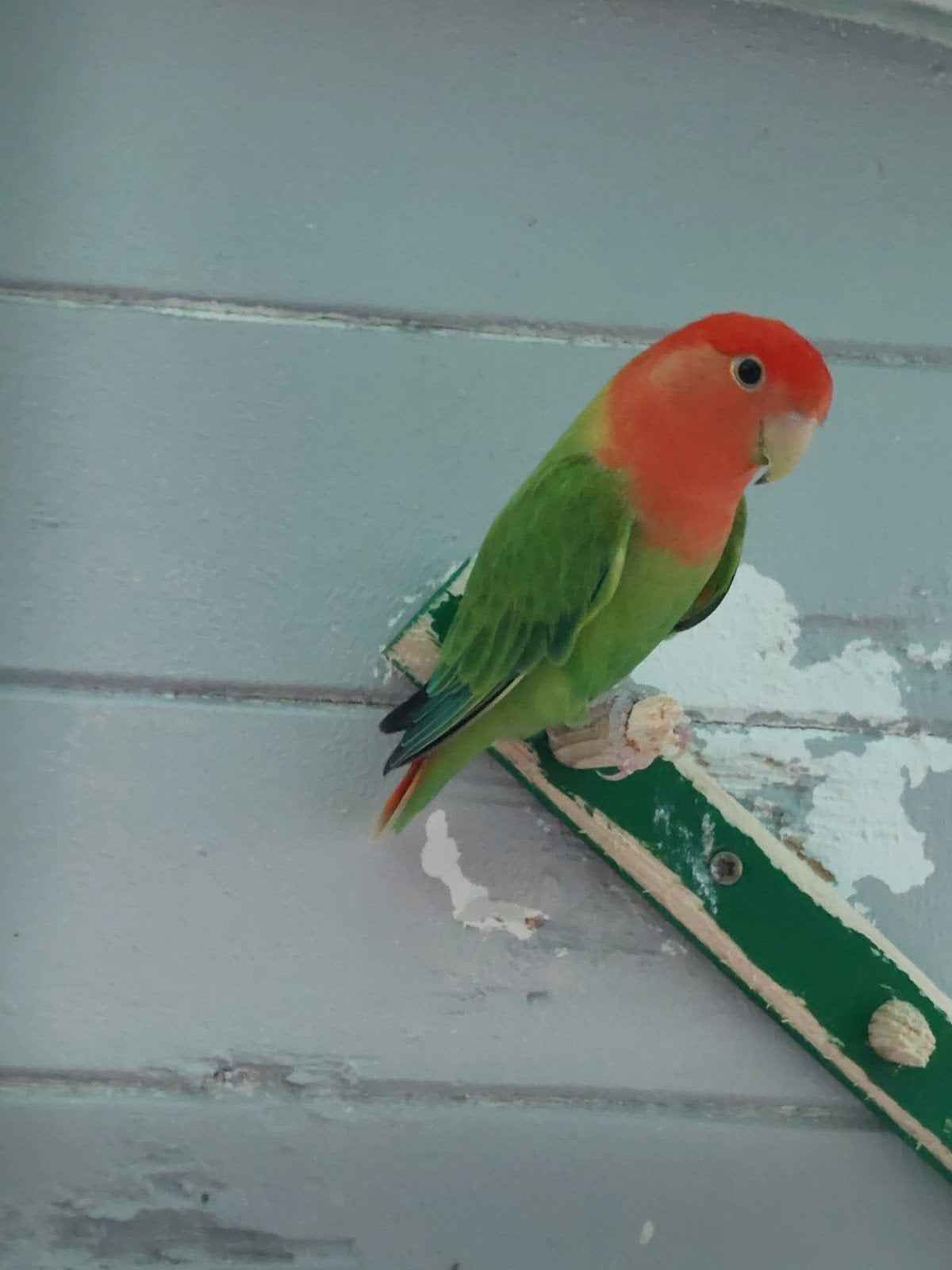 agapornis roseicollie man, Dieren en Toebehoren