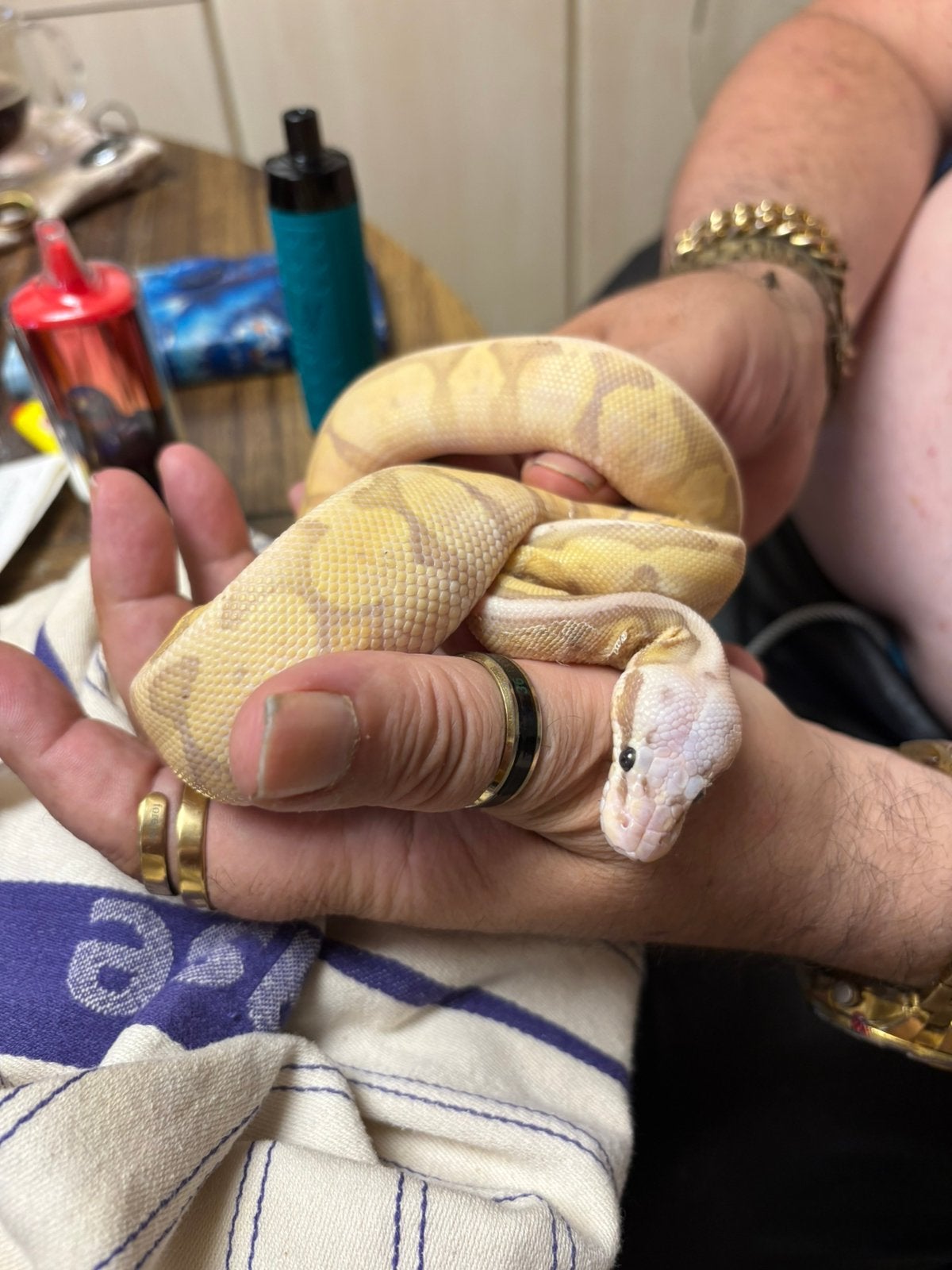 Ballpython met terrarium, Dieren en Toebehoren, Reptielen en Amfibieën, Met terrarium