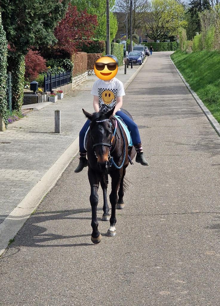 Super lief Klein paardje met gouden karakter, Dieren en Toebehoren, Paarden, Minder dan 160 cm, Met stamboom, Ruin, Zadelmak