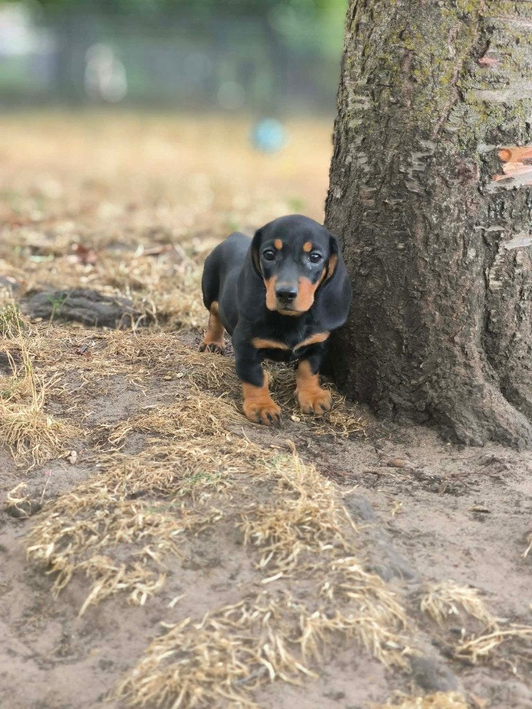 Prachtige teckel pupjes hier geboren!!, Dieren en Toebehoren, Honden | Teckels en Dashonden, België, CDV (hondenziekte), 8 tot 15 weken