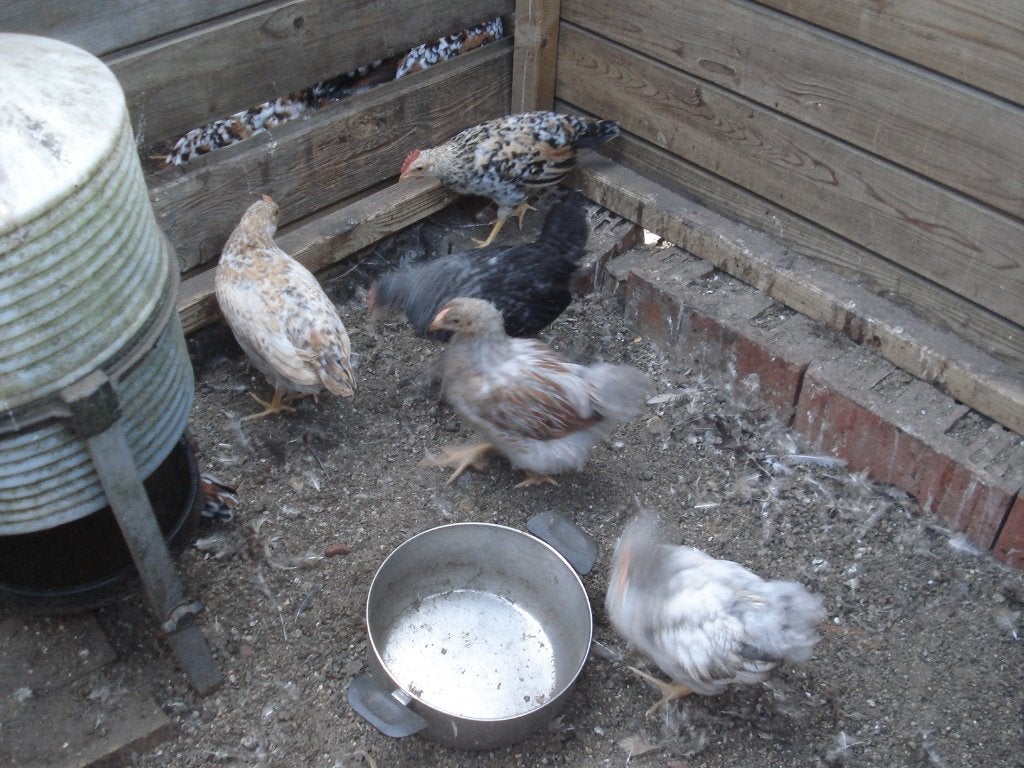 gratis haantjes (wyandotte, leghorn, legbar, ..), Mâle, Poule ou poulet