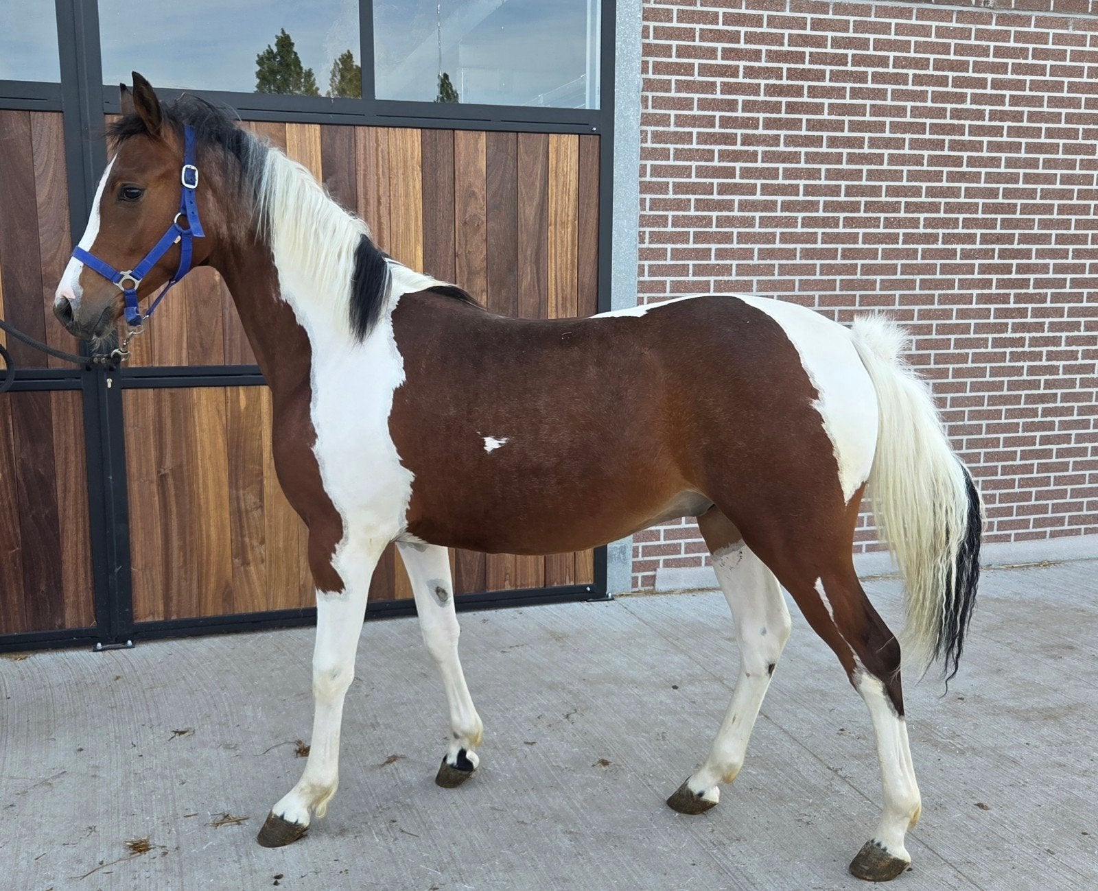 AES bonte hengst, jaarlingveulen, verwachte stokmaat +1m60, Dieren en Toebehoren, Hengst