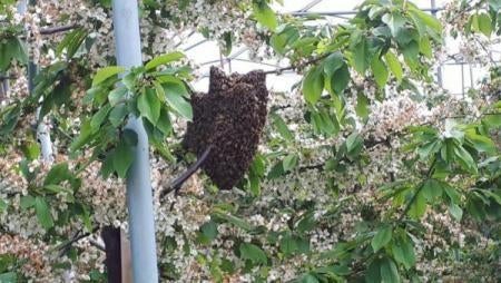Ophalen bijen zwermen, Dieren en Toebehoren