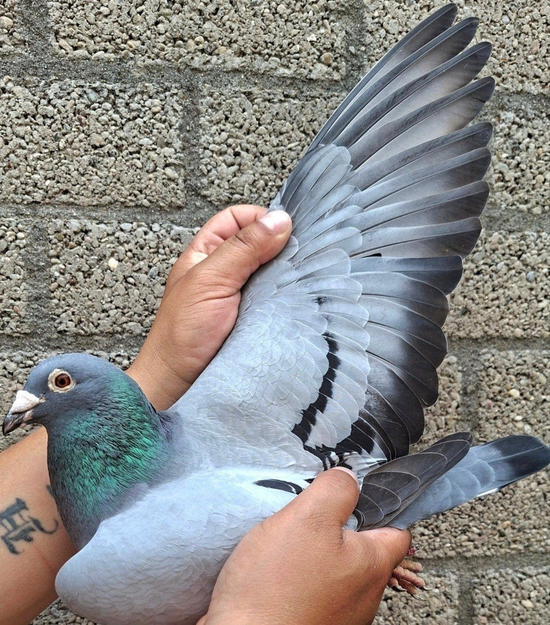 pigeon de course Direct Wandela Wiersma., Animaux & Accessoires, Oiseaux | Pigeons, Mâle, Pigeon voyageur