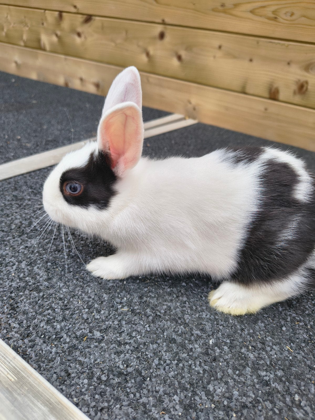 Mooi rammelaar konijn, Mâle, Petit, 0 à 2 ans