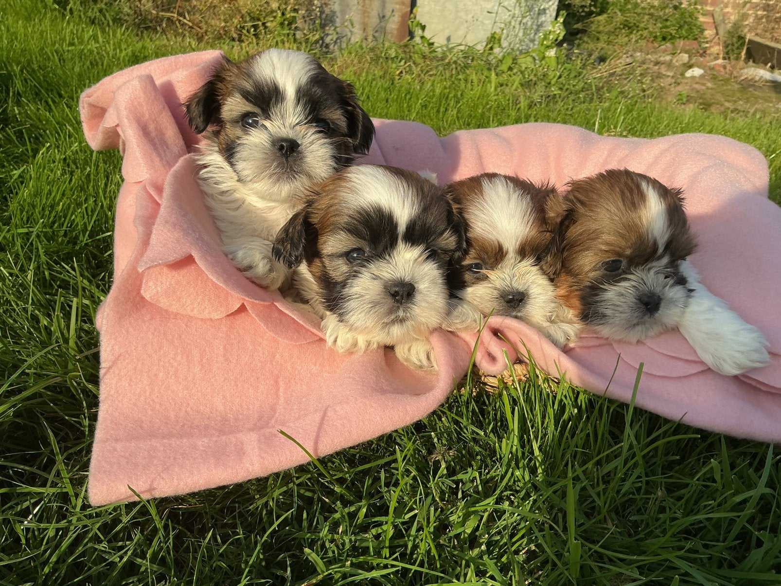 Shitzu pups zoeken een nieuwe thuis, België, Particulier, 8 tot 15 weken, CDV (hondenziekte)