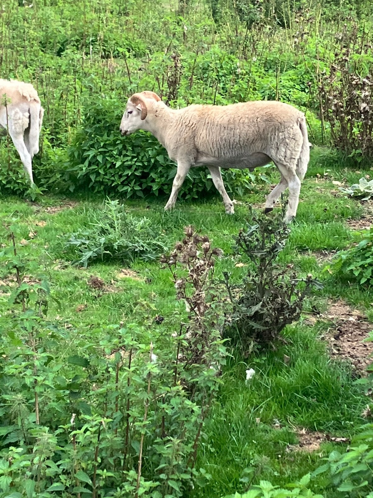 Wiltshire horn ram lammen, Mannelijk, Schaap, 0 tot 2 jaar