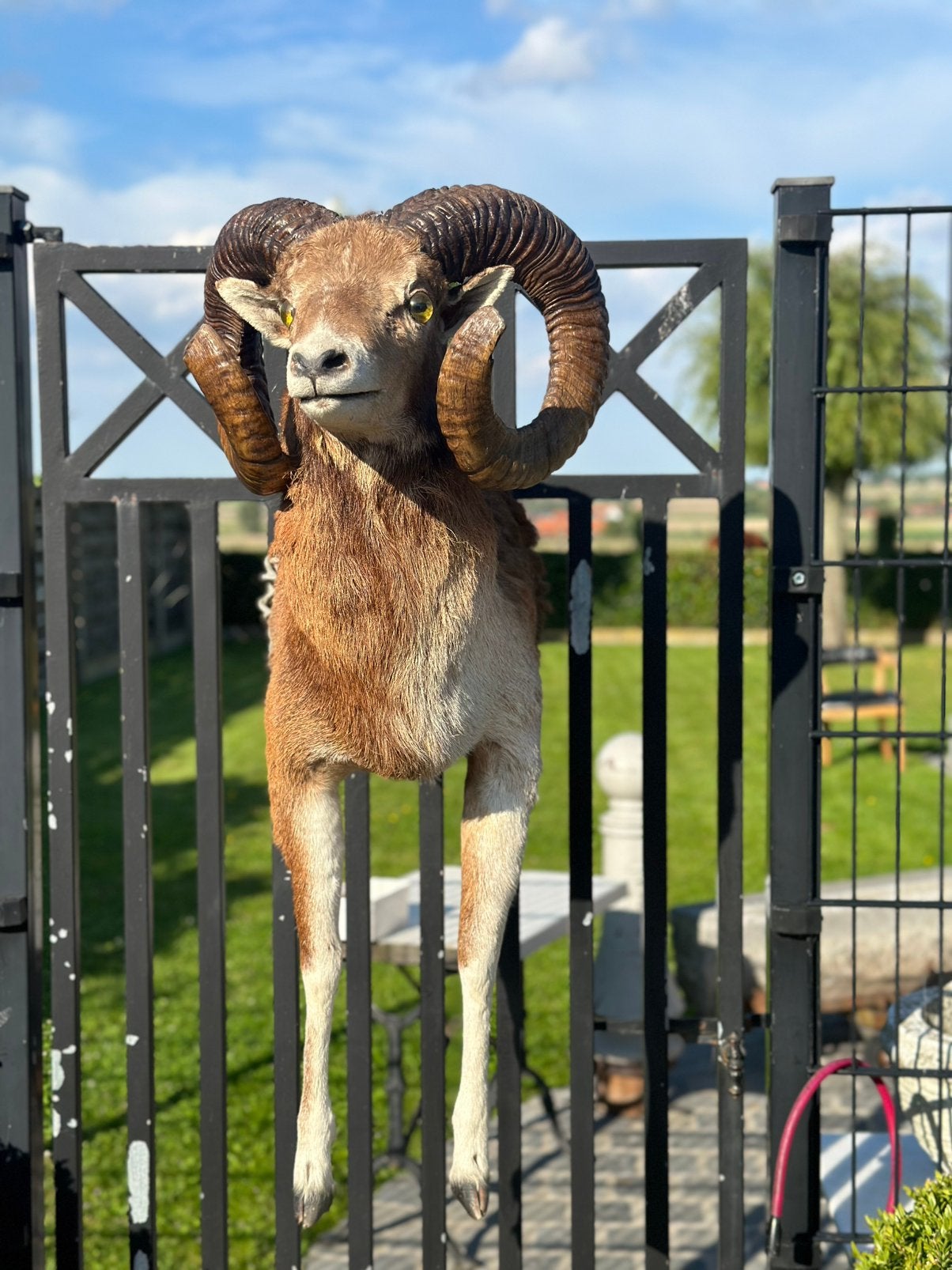 Zeer oude moeflon, Ophalen