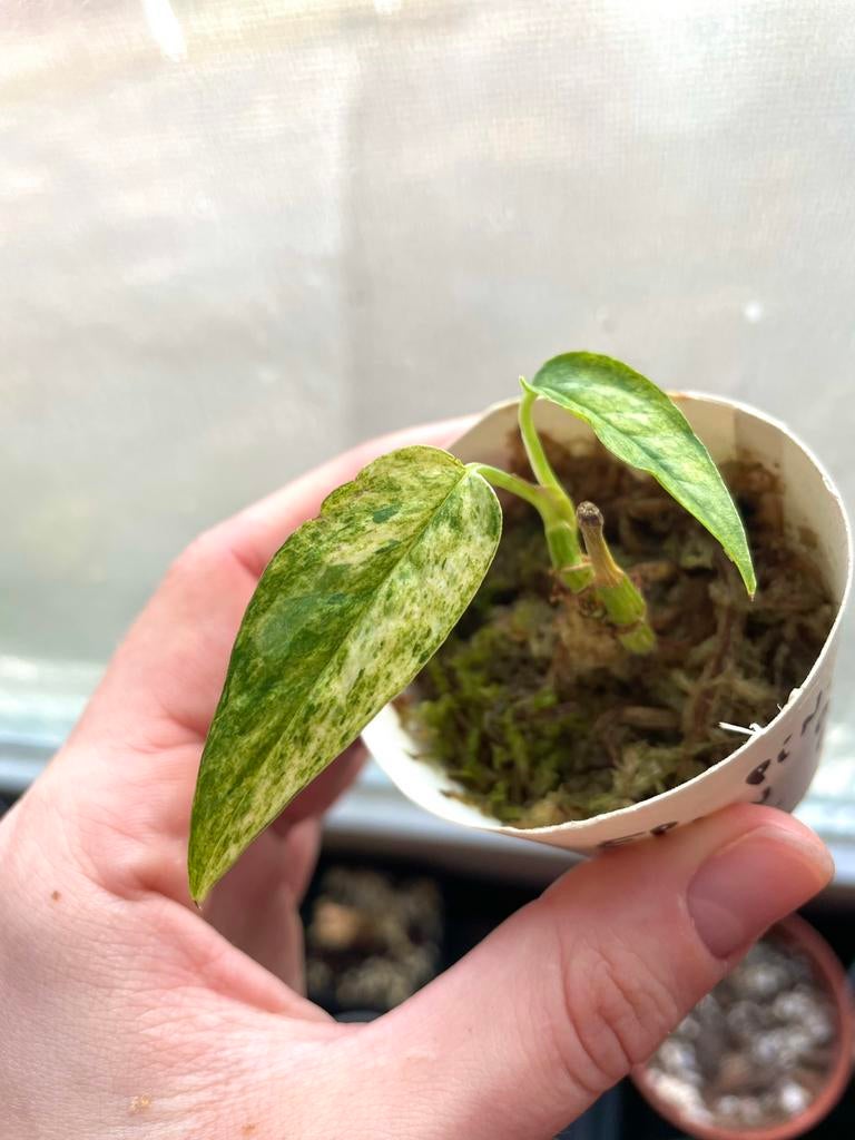 Zeldzame epipremnum pinnatum cebu blue aurea variegata, Huis en Inrichting, Kamerplanten, Overige soorten, Minder dan 100 cm, Groene kamerplant