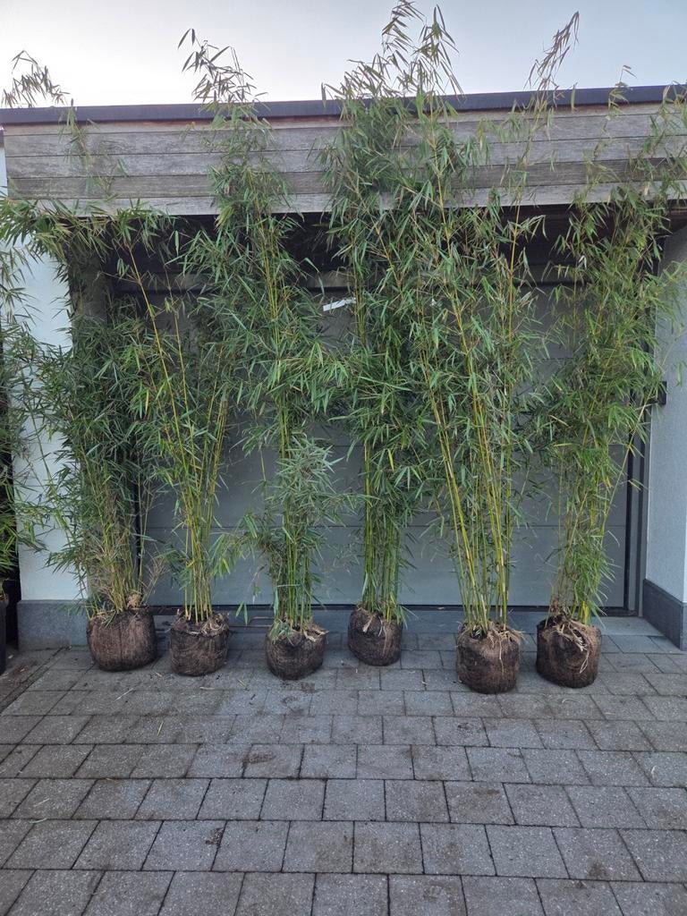 Niet-woekerende bamboe  , bamboe  , fargesia, Ophalen