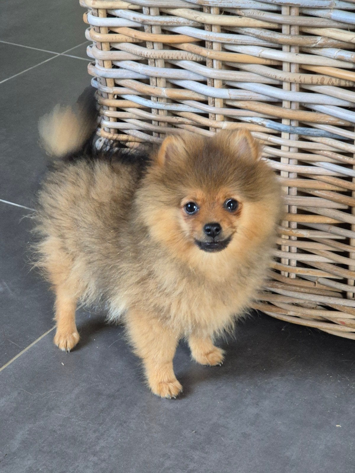 Dwergkeesje-Pomeriaan pup, Dieren en Toebehoren, België, Fokker | Hobbymatig, Keeshond, Reu