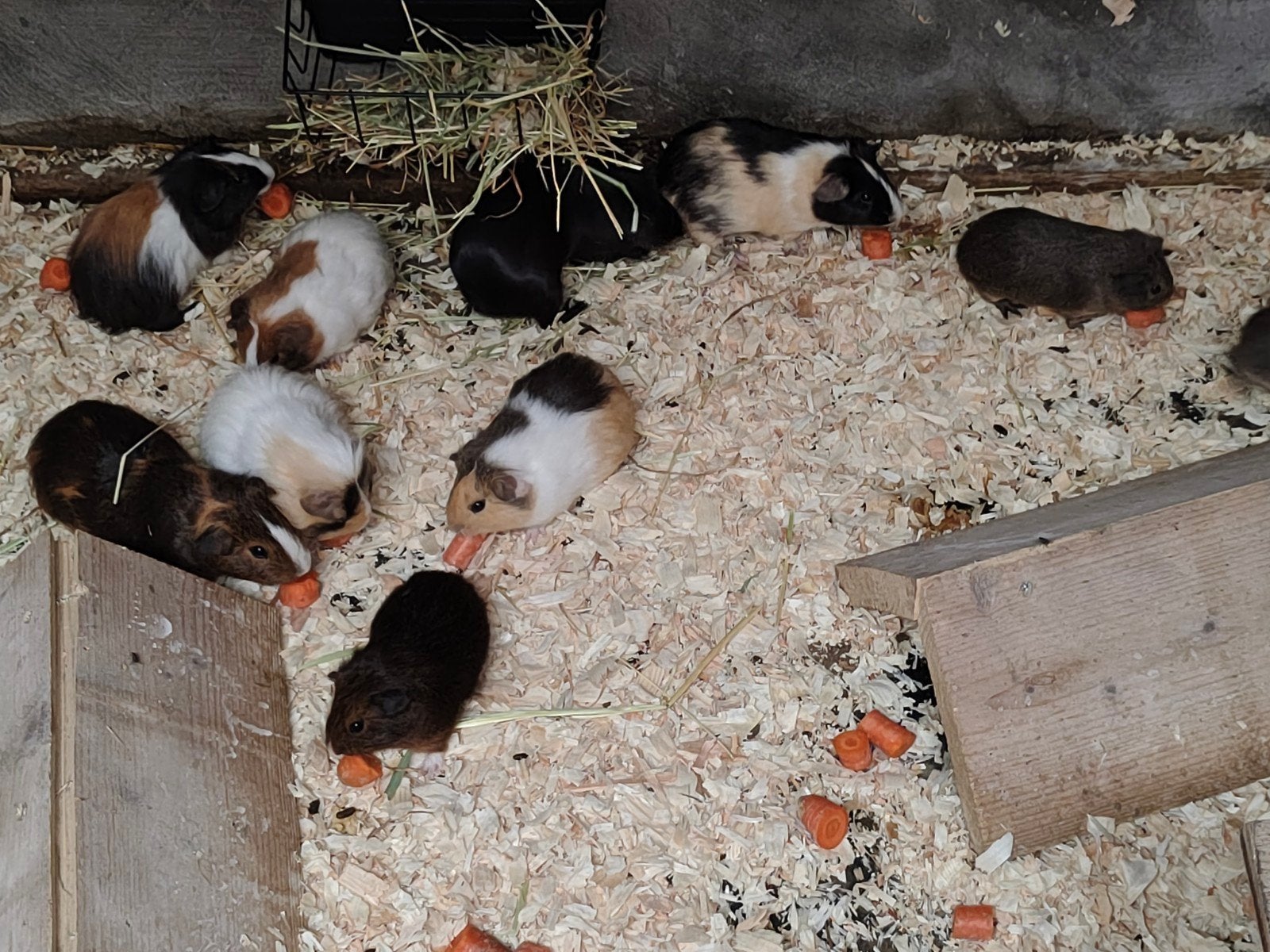 Cavia's