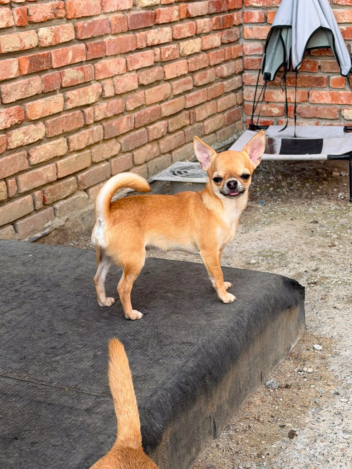 Chuahua kortharig reutje, Dieren en Toebehoren, België, Fokker | Hobbymatig, 15 weken tot 1 jaar, Reu