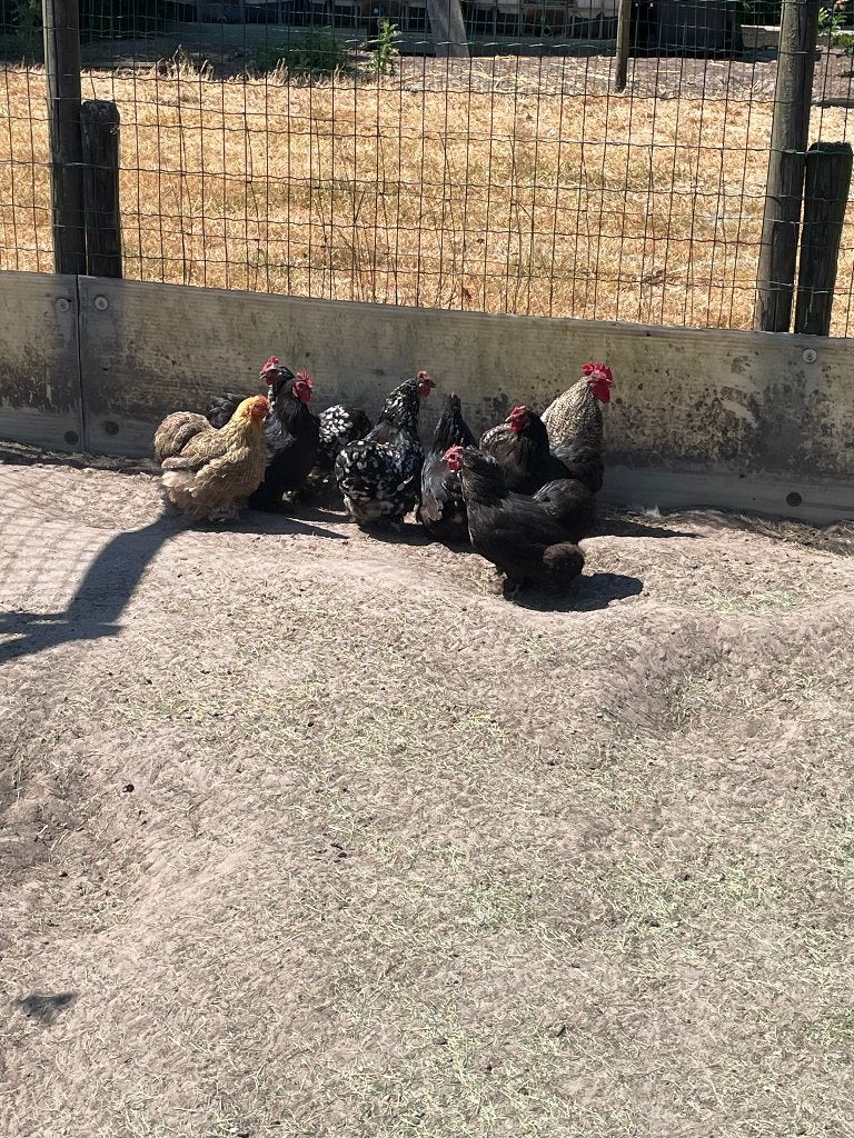 cochin   krielkippen, Dieren en Toebehoren, Pluimvee, Meerdere dieren