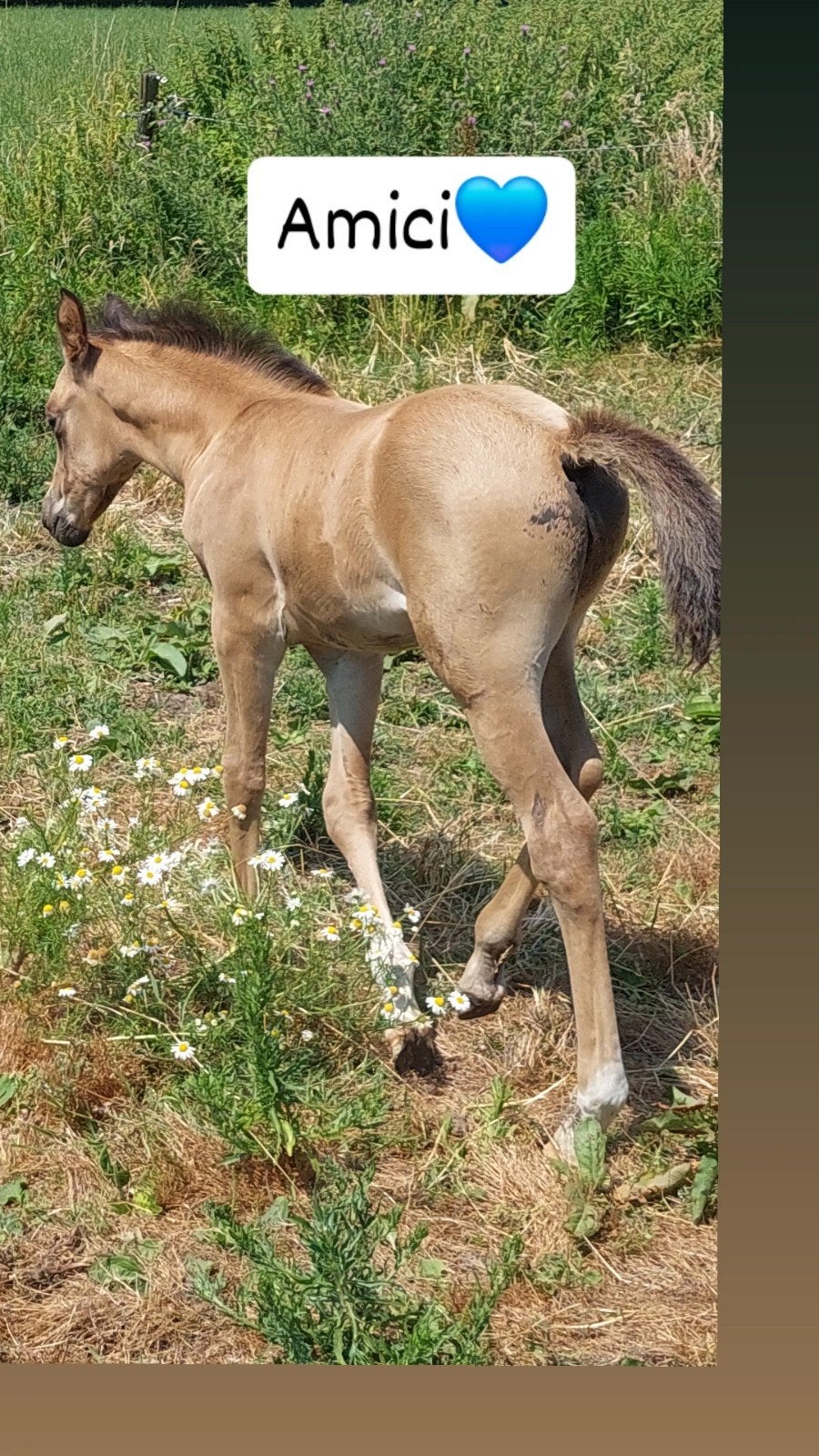 prachtig valk hengstenveulen Amici, Dieren en Toebehoren, E pony (1.48m - 1.57m), Hengst, Recreatiepony, Gechipt