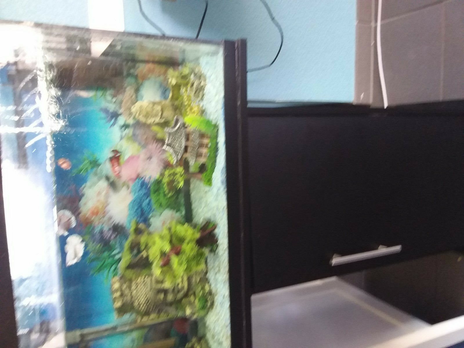 Betta vrouwtjes, Dieren en Toebehoren