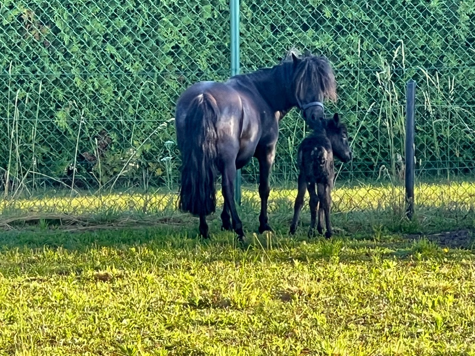 Merrie met merrieveulen, Dieren en Toebehoren, Pony's, Merrie, Met stamboom, Zadelmak, A pony (tot 1.17m)