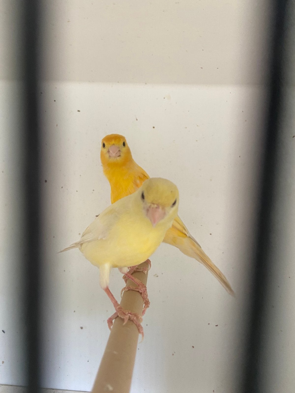Koppeltje kanarie, Dieren en Toebehoren