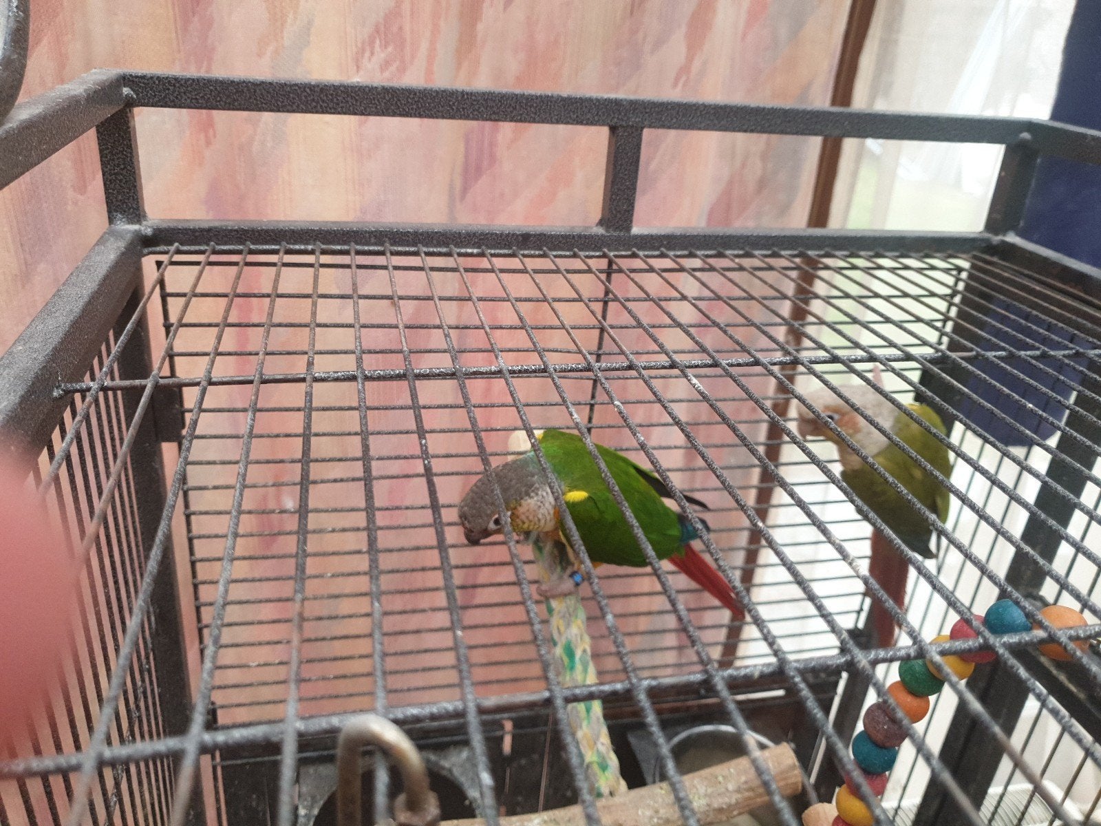 Koppel Pyrrhura Conures geringd, Dieren en Toebehoren, Vogels | Parkieten en Papegaaien, Meerdere dieren, Dwergpapegaai of Agapornis