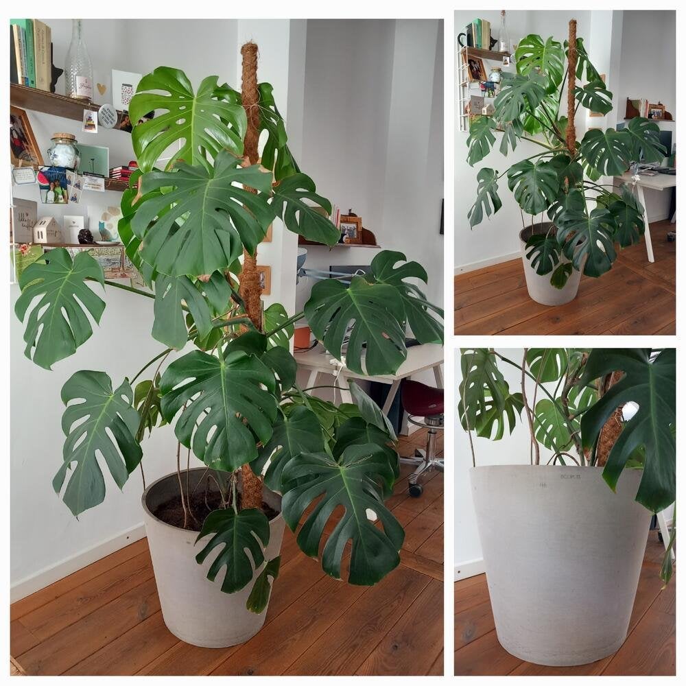Monstera XXL (Antwerpen), Ophalen, In pot, Halfschaduw, 200 cm of meer