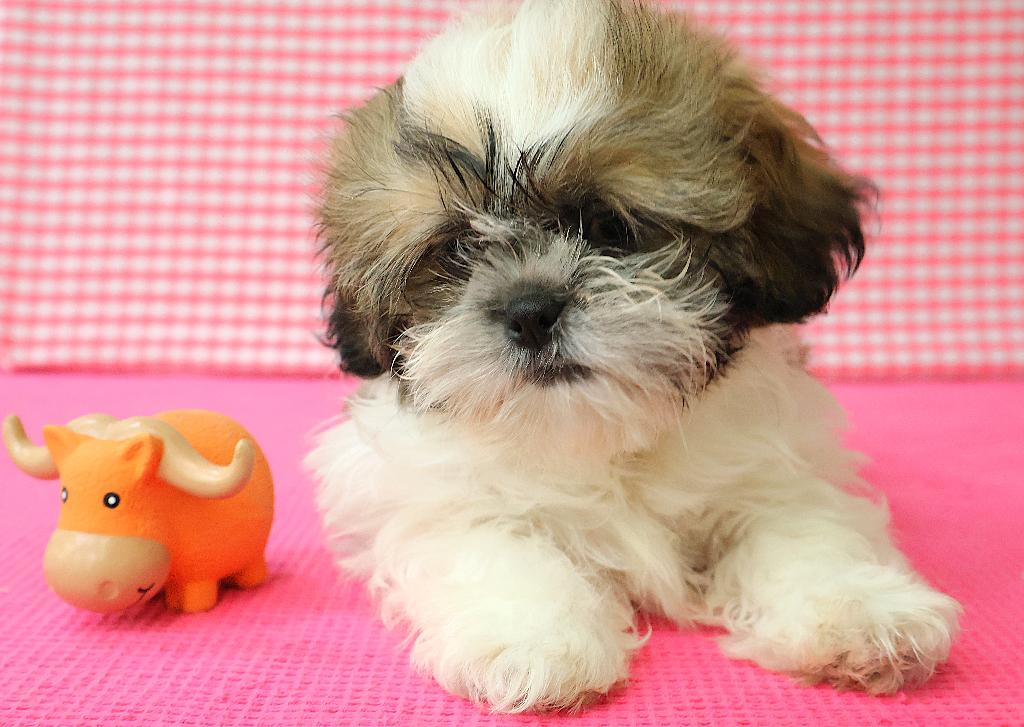 Super leuke Shih-Tzu pups!!, Dieren en Toebehoren, Honden | Chihuahua's en Gezelschapshonden, 15 weken tot 1 jaar, Overige rassen