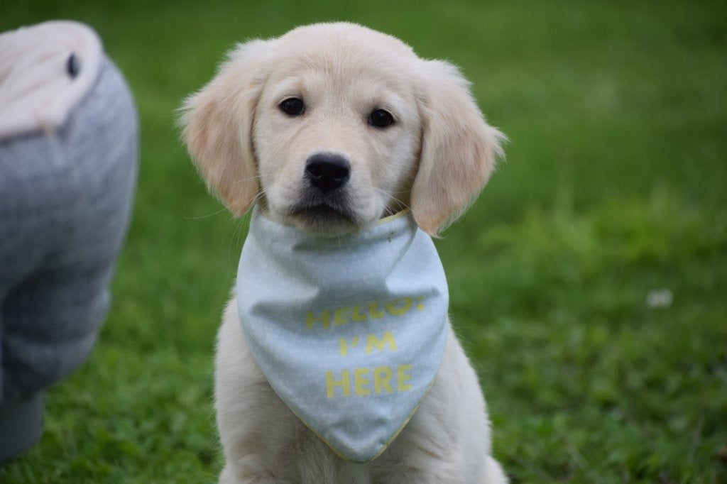 Golden retriever pups nieuw nestje, Dieren en Toebehoren, Honden | Retrievers, Spaniëls en Waterhonden, Golden retriever, België