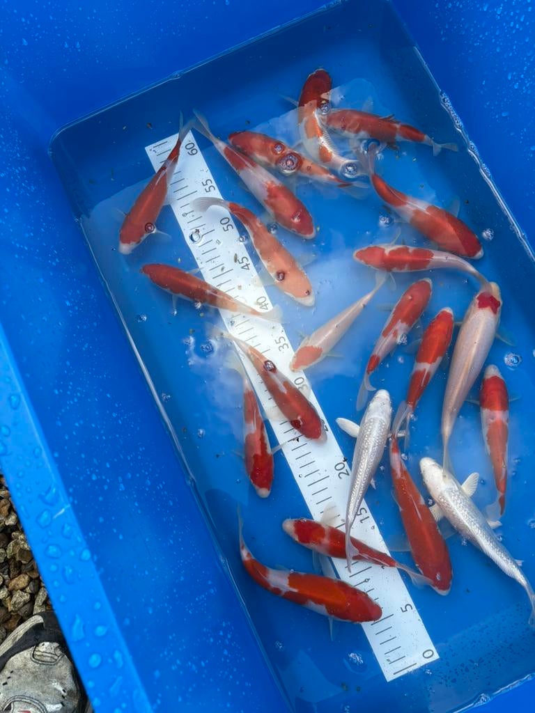 Kohaku van kweker marusei, Dieren en Toebehoren, Vissen | Vijvervissen, Karper of Koi