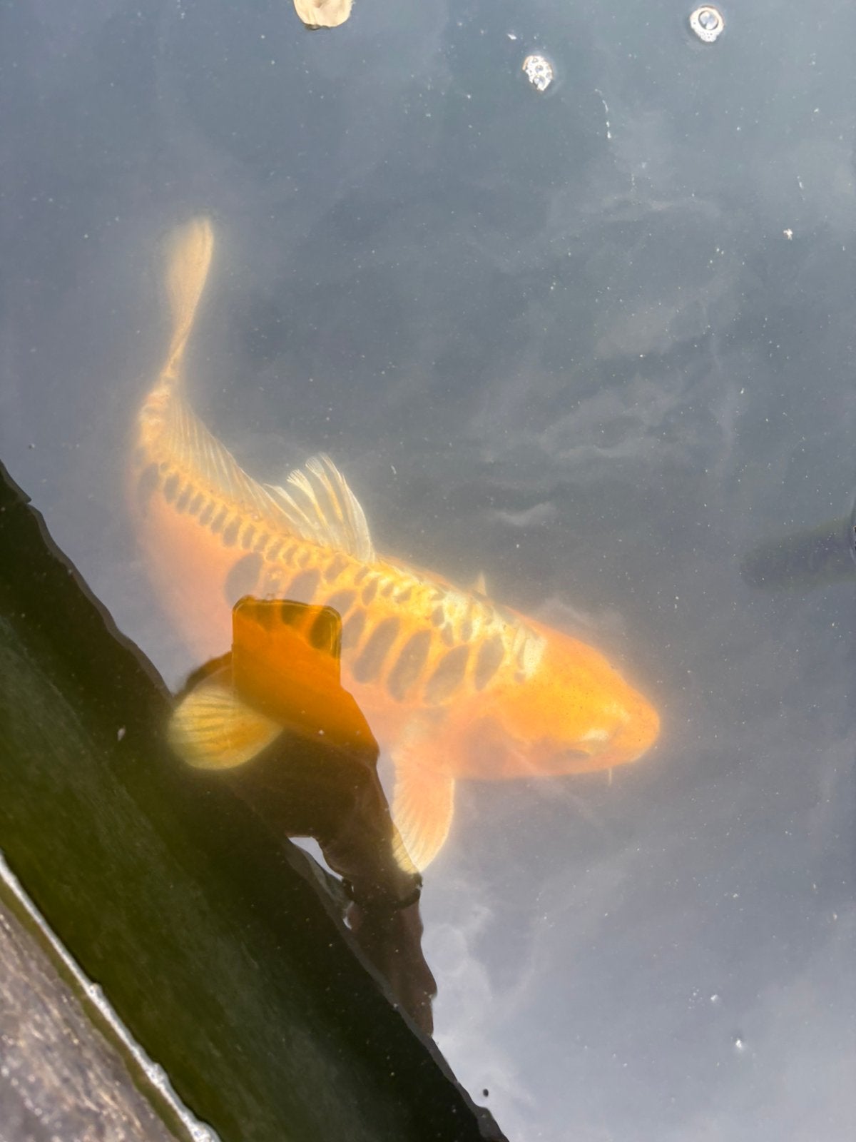 Koi, Dieren en Toebehoren, Vissen | Vijvervissen
