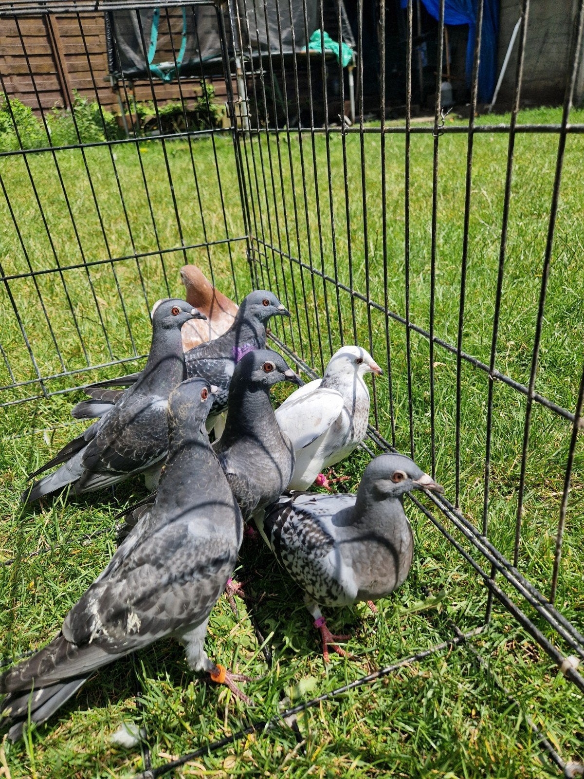 Pigeons de voyage à vendre