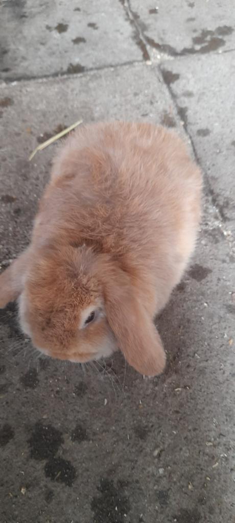 Super mooi nederlands hangoor vrouwtje, Dieren en Toebehoren, Konijnen, Hangoor