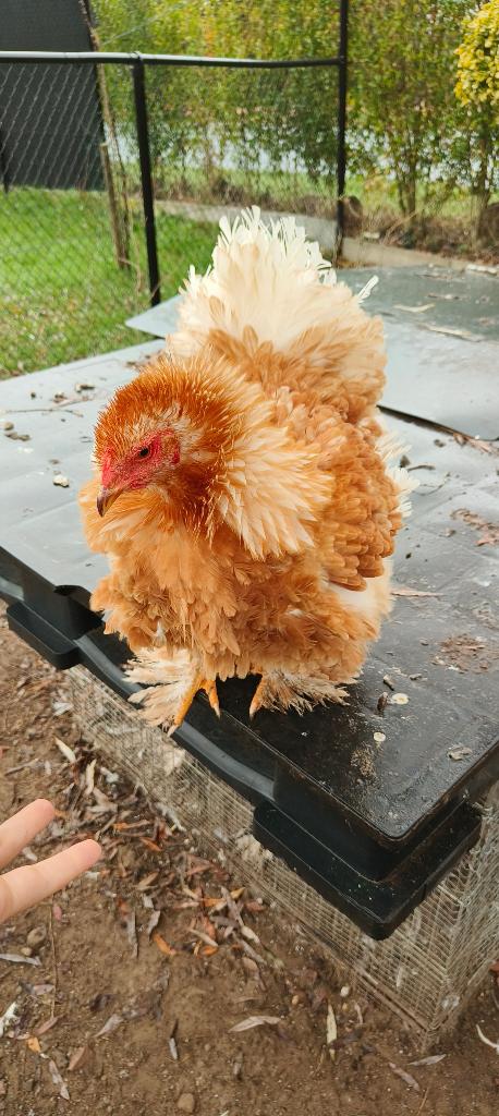 Brahma krulveer hen, Femelle, Poule ou poulet