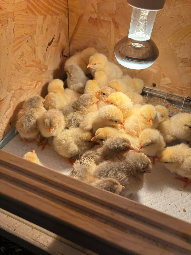 Kuikens, Dieren en Toebehoren, Meerdere dieren, Kip
