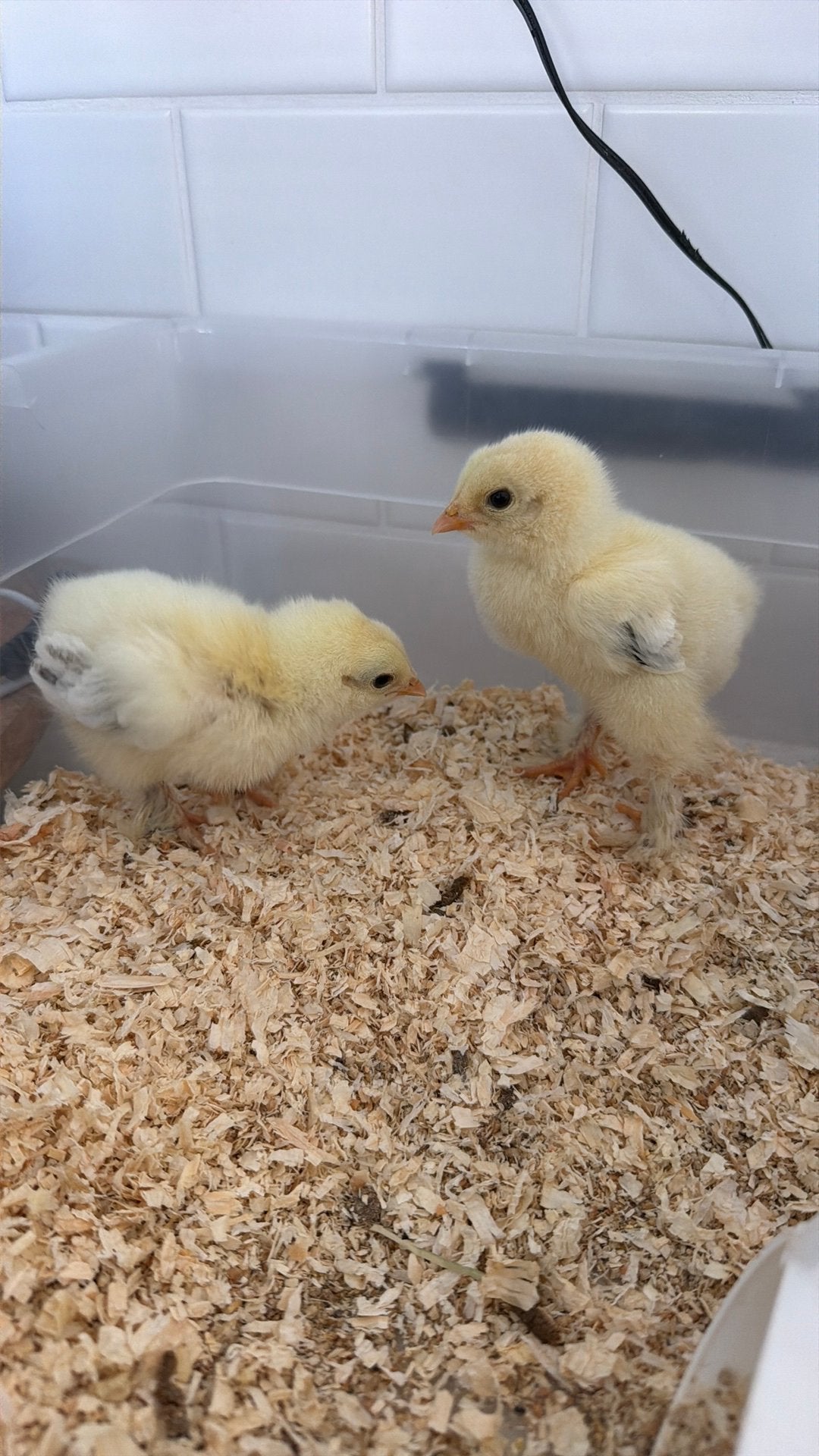 Poussin brahma, Animaux & Accessoires