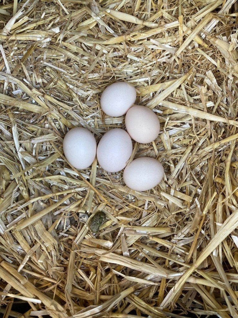 broedeieren cochinkrielen, Geslacht onbekend, Kip