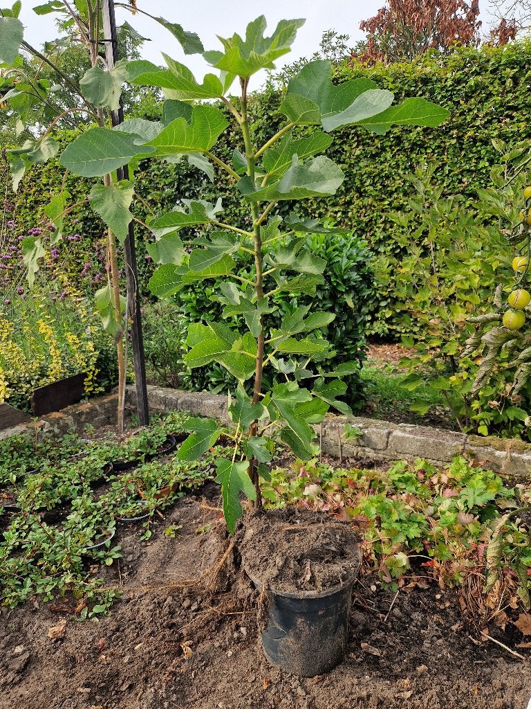 VIJGENBOOM FICUS CARICA, Jardin & Terrasse, Enlèvement, En pot, Figuier