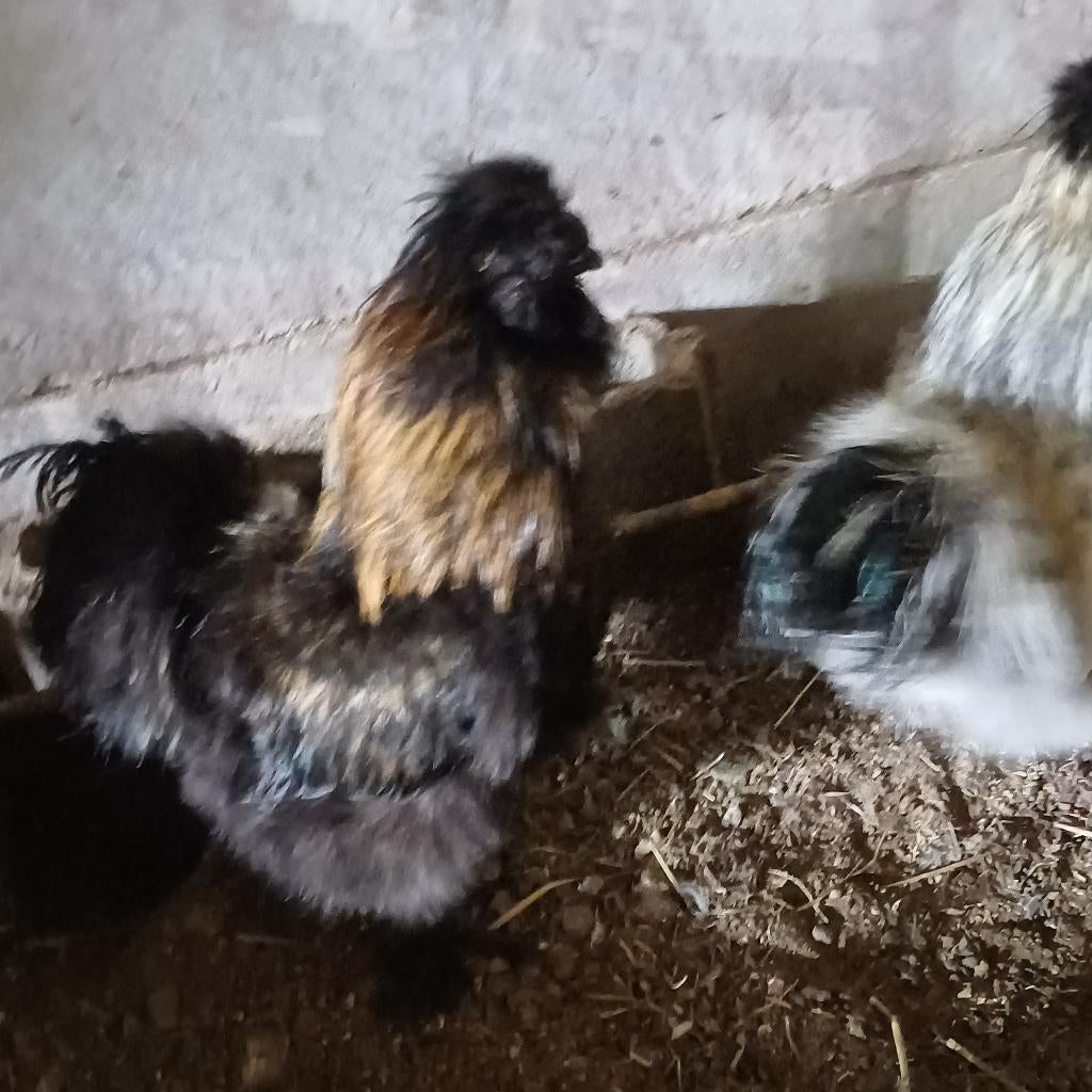 Zijdehoender haan, Dieren en Toebehoren, Pluimvee, Mannelijk, Kip