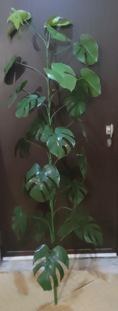 Plante artificiele Monstera, Enlèvement