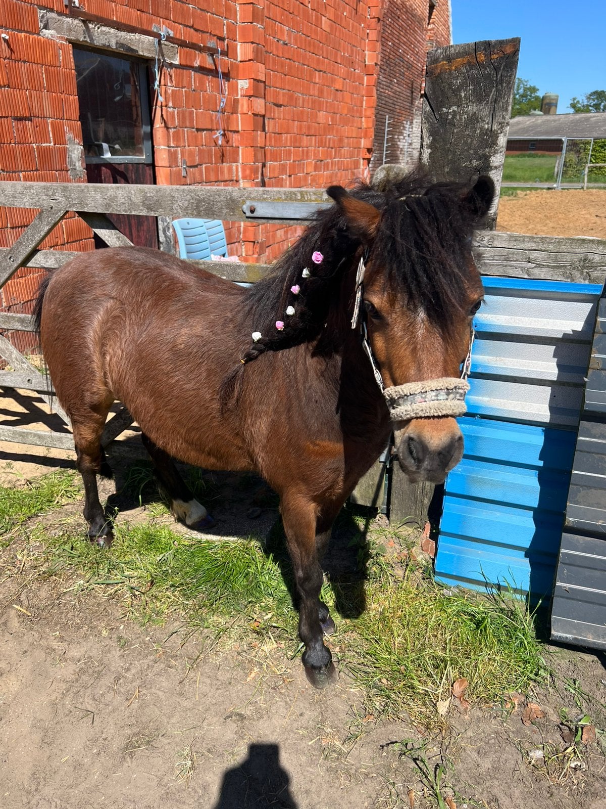 Brave a pony te koop, Dieren en Toebehoren, B, A pony (tot 1.17m), 7 tot 10 jaar, Recreatiepony