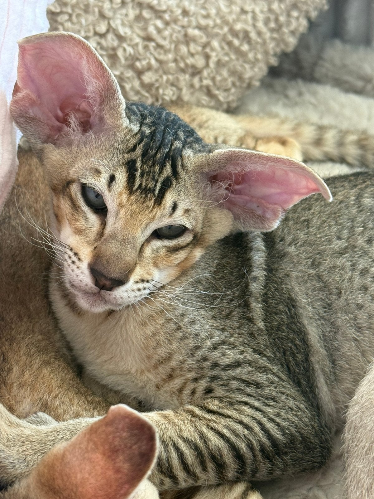 Peterbald kitten (kater), Chat, Avec puce électronique, 0 à 2 ans