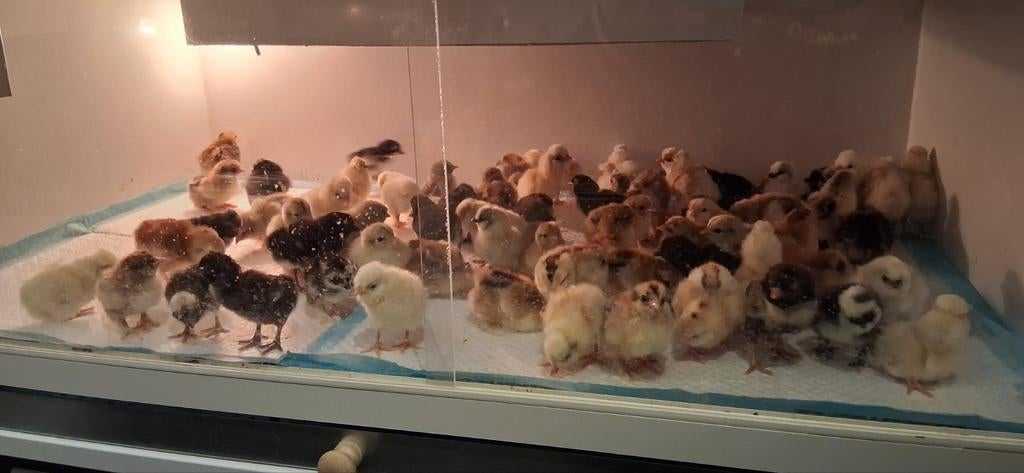 Hen kuikens, Vrouwelijk, Kip
