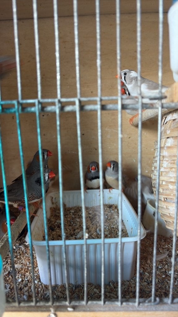 Oiseaux, Animaux & Accessoires, Bagué