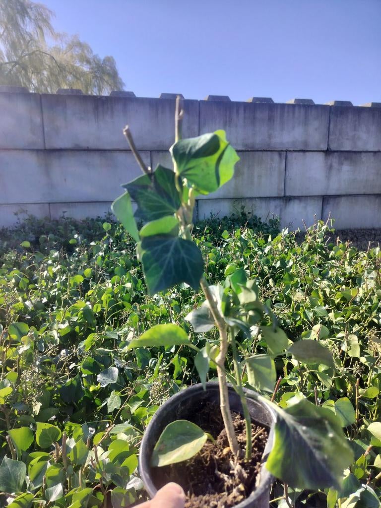 Struik Klimop Hedera Helix 'arborescens' 500 st, Tuin en Terras, Ophalen of Verzenden, Vaste plant, Bodembedekkers