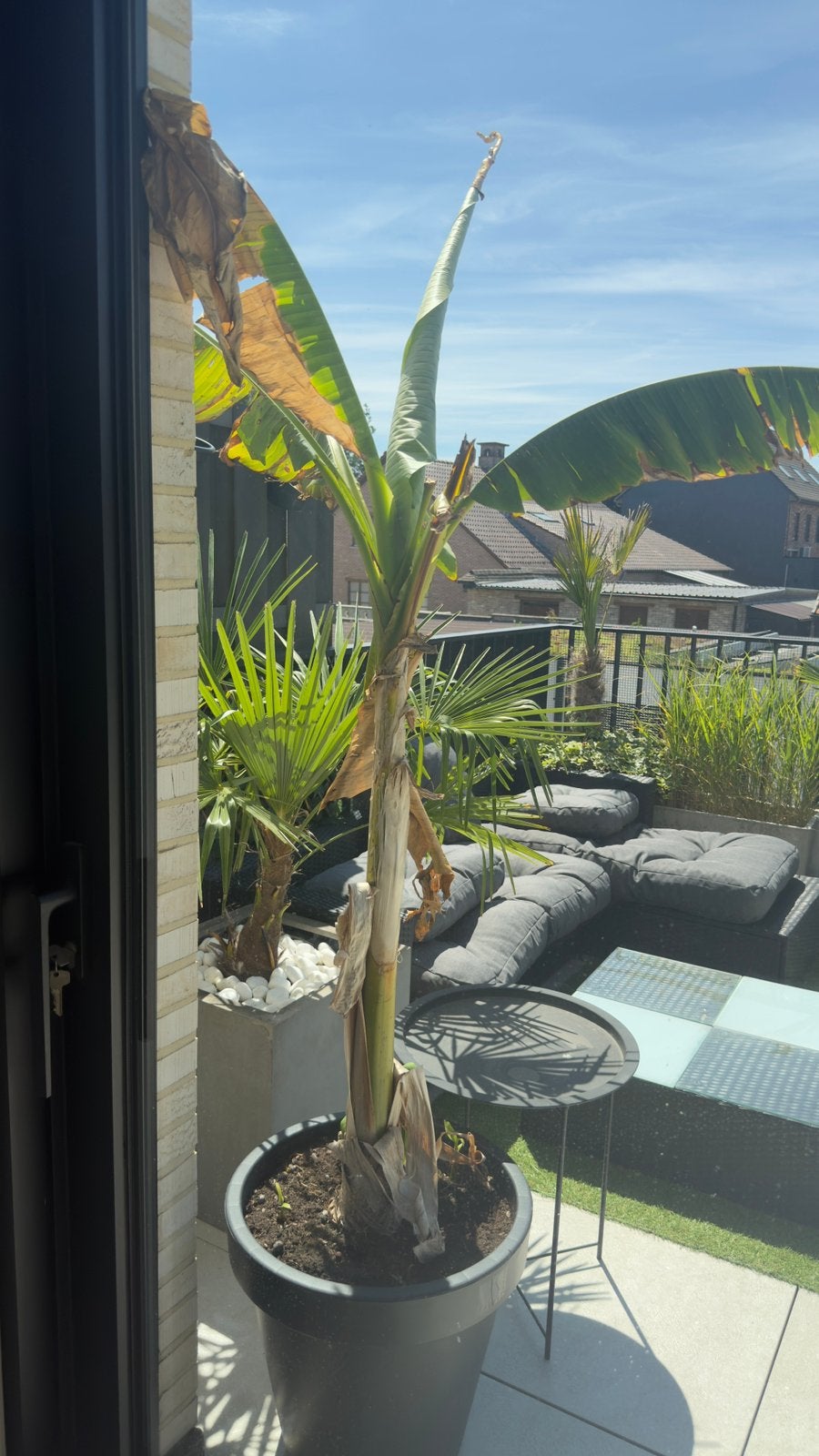 bananenplant met pups, En pot, Plein soleil, Autres espèces, Enlèvement