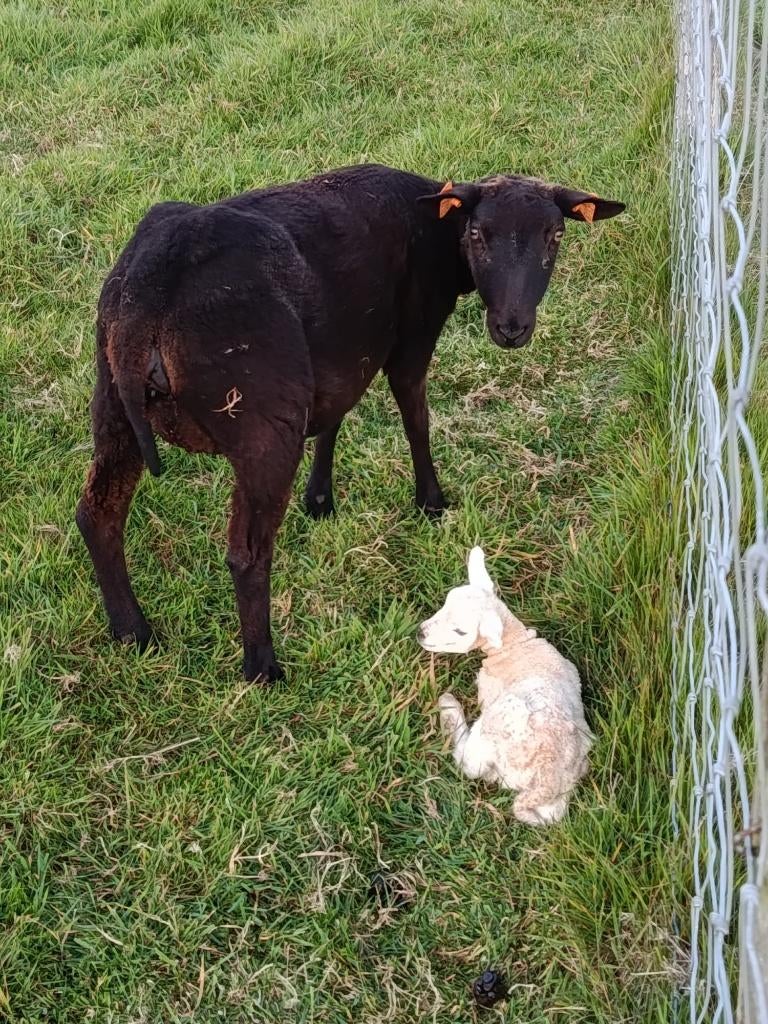 schaap met lam, Dieren en Toebehoren, Schapen, Geiten en Varkens, Schaap
