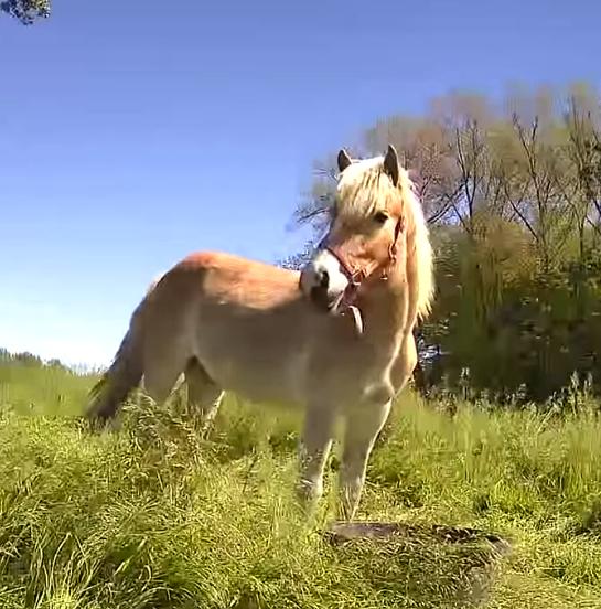 Haflinger jaarling  27/03/2025, Animaux & Accessoires, Chevaux, Étalon, Non dressé, Moins de 160 cm, 0 à 2 ans, Cheval de récréation