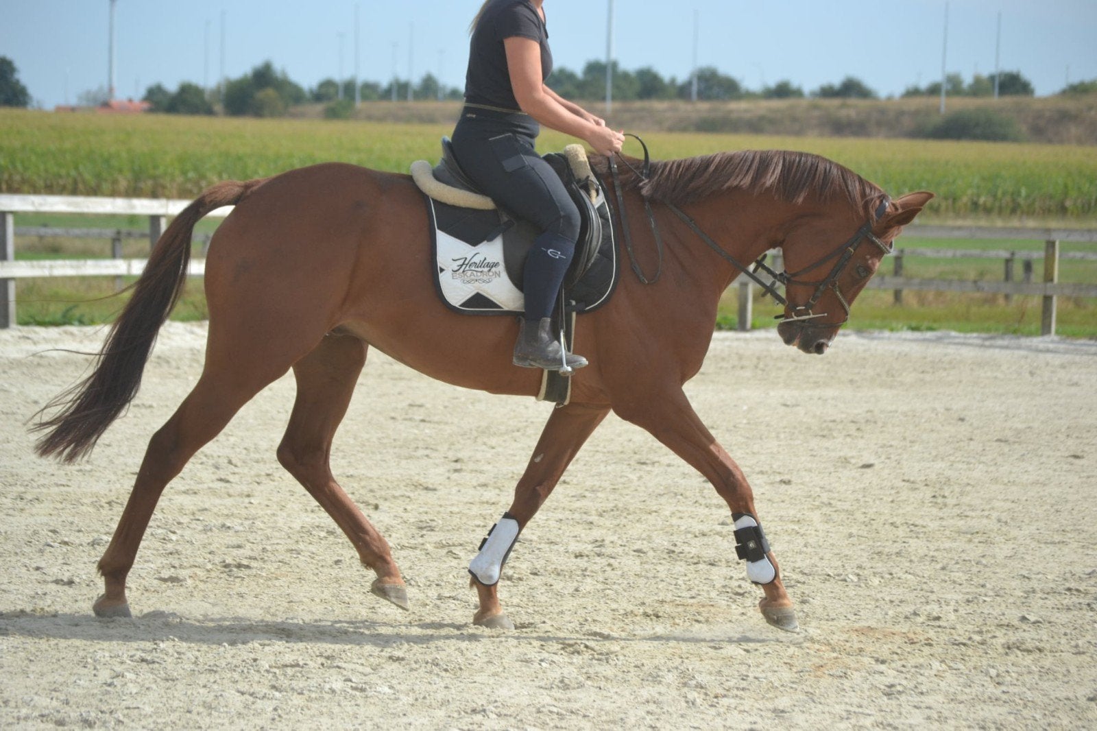 leuk lief allround paard, Dieren en Toebehoren, Ruin