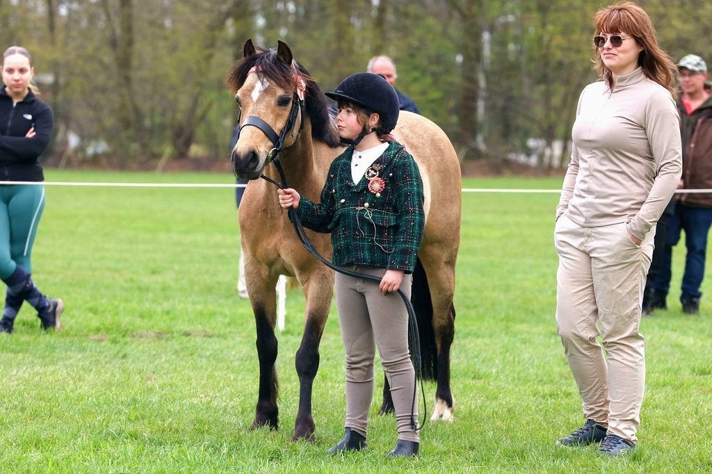 Ruiter gezocht / bijrijder, Dieren en Toebehoren, Merrie, Met stamboom, B, Dressuurpony